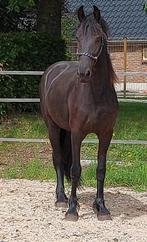 Grote 2 jarige friese merrie., Dieren en Toebehoren, Paarden, Merrie, Minder dan 160 cm, Dressuurpaard, 0 tot 2 jaar
