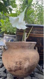 Oud Hollandse terracotta kwaliteit bloempot kruk Brugmansia, Gebruikt, Rond, Terracotta, Tuin