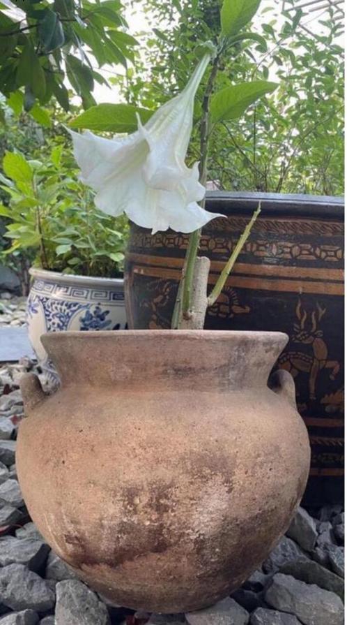 Oud Hollandse terracotta kwaliteit bloempot kruk Brugmansia, Tuin en Terras, Bloempotten, Gebruikt, Terracotta, Binnen, Balkon