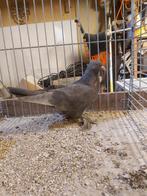 Mooie Takla, Dieren en Toebehoren, Vogels | Duiven, Mannelijk, Tuimelaar of Roller