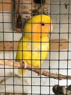 Agapornis bewezekoppel met eitjes, Dieren en Toebehoren, Vogels | Kanaries, Meerdere dieren, Kleurkanarie