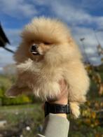 Prachtige mini pomeriaan puppy’s ( bear face ), Dieren en Toebehoren, België, Particulier, 8 tot 15 weken, Meerdere