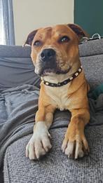 Honden Anti Vlooien- & Tekenband EM-X Kralen, Dieren en Toebehoren, Honden-accessoires, Verzenden, Nieuw