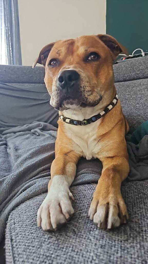 Honden Anti Vlooien- & Tekenband EM-X Kralen, Dieren en Toebehoren, Honden-accessoires, Nieuw, Verzenden