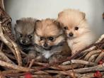 Pomeriaan pups, Rabiës (hondsdolheid), 8 tot 15 weken, Meerdere, Meerdere dieren