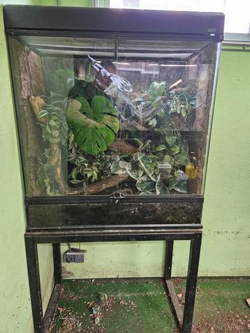 Exo terra terrarium 90 x 45 x 90. Vaste prijs 225 euro beschikbaar voor biedingen