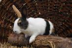 Hollander konijnen | Jonge dieren | Meerdere kleurslagen, Dieren en Toebehoren, Konijnen, Meerdere dieren, Middelgroot, Hangoor