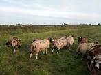 Bonte dekrammen, Mannelijk, Schaap