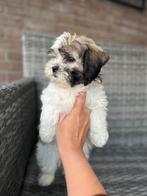 Lieve Boomer Teef Te Koop, Dieren en Toebehoren, Honden | Chihuahua's en Gezelschapshonden, Eén hond, Nederland, Particulier, Reu