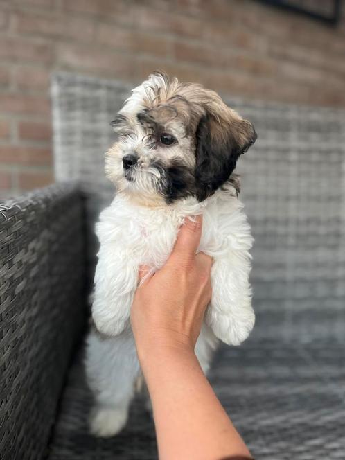 Lieve Boomer Teef Te Koop, Dieren en Toebehoren, Honden | Chihuahua's en Gezelschapshonden, Reu, Overige rassen, Particulier, Eén hond