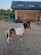 Mini paard AMHA hengst, Dieren en Toebehoren, Pony's, Gechipt, Hengst, A pony (tot 1.17m), 3 tot 6 jaar