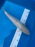 Koi chagoi 37cm, Dieren en Toebehoren, Vissen | Vijvervissen
