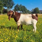 Stamboek Boergeit bok, Dieren en Toebehoren, Schapen, Geiten en Varkens, Geit, 0 tot 2 jaar