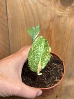 Monstera thai constellation mint cream variegata plant, Ophalen of Verzenden, Overige soorten, Minder dan 100 cm