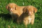 Nova Scotia Duck Toller Retriever pups, Dieren en Toebehoren, Honden | Retrievers, Spaniëls en Waterhonden, Nederland, Overige rassen