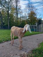 Anglo Nubische geit, Dieren en Toebehoren, Schapen, Geiten en Varkens, Vrouwelijk, Geit