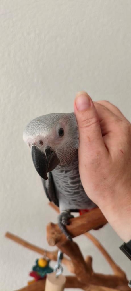 Grijze roodstaart  super tam. Getest en met dna (pop), Dieren en Toebehoren, Vogels | Parkieten en Papegaaien, Papegaai, Vrouwelijk