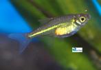 Groene Rasbora, Dieren en Toebehoren, Vis, Zoetwatervis, Schoolvis