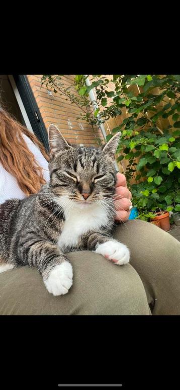 Kat Luna ~ 5jr gezond, kroelerig, goed tekst lezen ajb beschikbaar voor biedingen