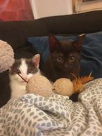 3 Halve Britse korthaar kittens zoeken een nieuw baasje!!, Dieren en Toebehoren, Katten en Kittens | Overige Katten, Meerdere dieren