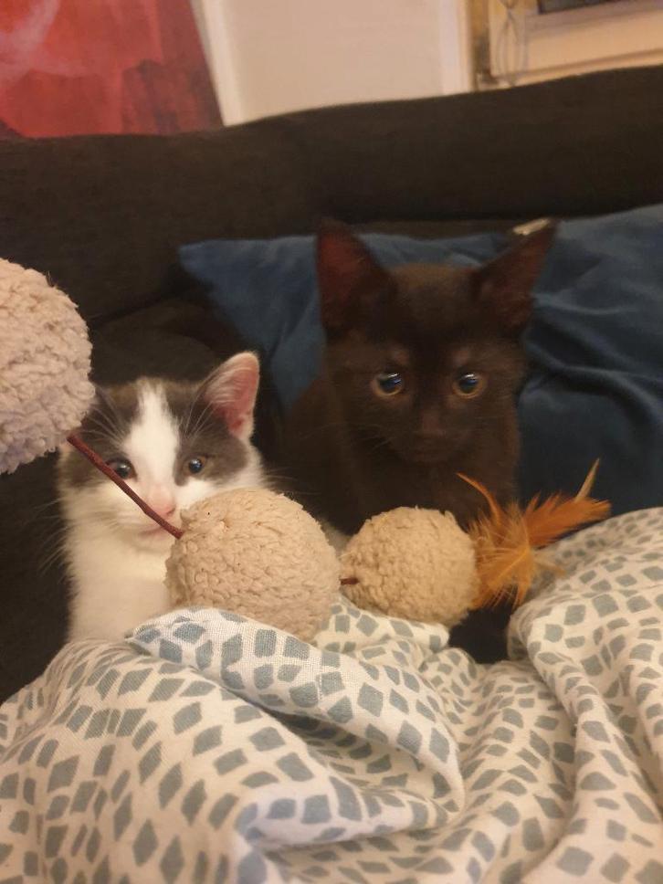 3 Halve Britse korthaar kittens zoeken een nieuw baasje!!, Dieren en Toebehoren, Katten en Kittens | Overige Katten, Kortharig