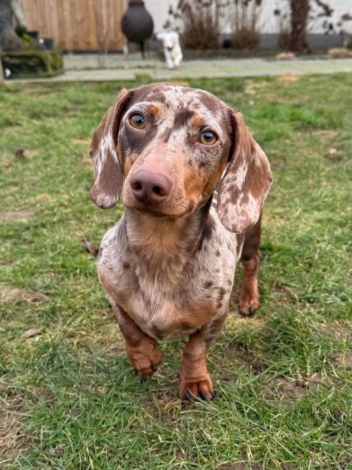 Dwerg teckel Dekreu, Dieren en Toebehoren, Honden | Dekreuen, Reu, Particulier, Meerdere, Nederland, 1 tot 2 jaar, CDV (hondenziekte)