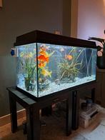 Aquarium 120 liter koudwater vissen, Dieren en Toebehoren, Vissen | Aquariumvissen