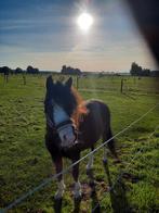 Bijrijder/ verzorger gezocht, Dieren en Toebehoren, Ophalen of Verzenden, Nieuw