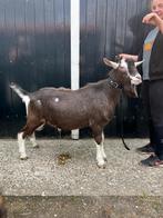 Toggenburger bok CAE en CL vrij, Dieren en Toebehoren, Schapen, Geiten en Varkens, Mannelijk, Geit