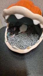 4 knappe dames ratjes 6wkn oud, Rat, Juni, Vrouwelijk, Tam
