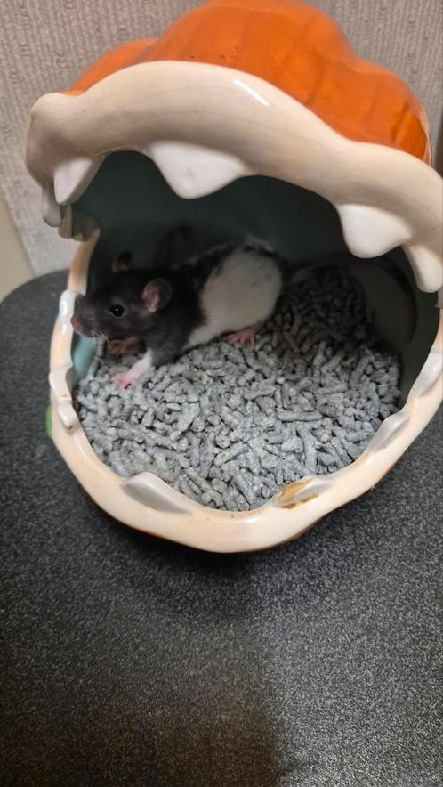 4 knappe dames ratjes 8wkn oud, Dieren en Toebehoren, Knaagdieren, Vrouwelijk, Rat, Juni, Tam