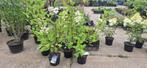 hortensia paniculata wims red, Ophalen, Hortensia, Struik, Minder dan 100 cm