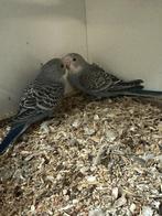 2 jonge blauwe grasparkieten om tam te maken, Dieren en Toebehoren, Vogels | Parkieten en Papegaaien, Meerdere dieren, Parkiet