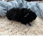 Jonge tamme cavia zeugje beschikbaar voor koppeling, Dieren en Toebehoren, Knaagdieren, Cavia, Vrouwelijk, Tam, Oktober