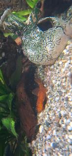 Algeneters, Dieren en Toebehoren, Vis, Zoetwatervis