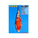 VHQ jumbo tosai kohaku een big koi van DAINICHI, Dieren en Toebehoren, Vissen | Vijvervissen, Karper of Koi