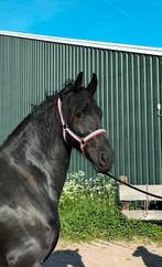 Mooie 5 jarige Friese merrie Epke x Loadewyk, Dieren en Toebehoren, Paarden, Merrie, Onbeleerd, 3 tot 6 jaar