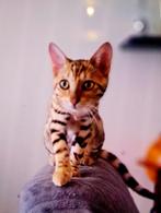 Mooi kitten, Dieren en Toebehoren, Katten en Kittens | Raskatten | Korthaar, Kater, 0 tot 2 jaar