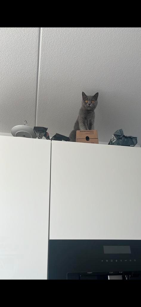 Britse kort haar zoekt een Boerderijtje/huis, Dieren en Toebehoren, Kattenbakken, Zo goed als nieuw, Ophalen of Verzenden