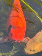 Hi utsuri te koop, Dieren en Toebehoren, Vissen | Vijvervissen, Karper of Koi