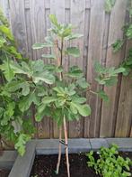 Jonge Vijgenboom - Klaar om te Planten!, Ophalen of Verzenden, 100 tot 250 cm, Vijgenboom, Lente