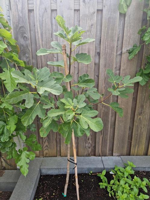 Jonge Vijgenboom - Klaar om te Planten!, Tuin en Terras, Planten | Fruitbomen, Vijgenboom, 100 tot 250 cm, Lente, Ophalen of Verzenden