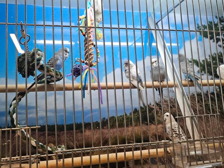 blackwing/blackface parkieten, Dieren en Toebehoren, Vogels | Parkieten en Papegaaien, Parkiet, Meerdere dieren, Geringd