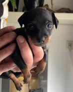 dwerg pinscher pups 21-09-2025 geboren, Rabiës (hondsdolheid), Overige rassen, 8 tot 15 weken, Meerdere