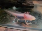 Baby albino axolotl 10 september geboren, Amfibie, 0 tot 2 jaar