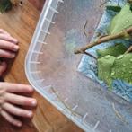 Indische wandelende takken, Dieren en Toebehoren, Insecten en Spinnen, Wandelende tak