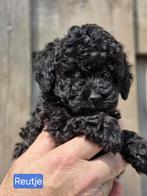 TOYPOEDEL PUPPY'S  ZE KUNNEN NU HET NEST VERLATEN, Dieren en Toebehoren, Honden | Chihuahua's en Gezelschapshonden, Poedel, 8 tot 15 weken