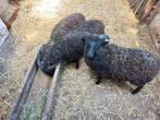 Ouessant schaap 3 x ram , 4maanden oud, Dieren en Toebehoren, Schapen, Geiten en Varkens, Mannelijk, Schaap