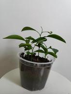 Sinaasappel zaailingen, vier stuks, Ophalen, Fruitplant, Halfschaduw, In pot