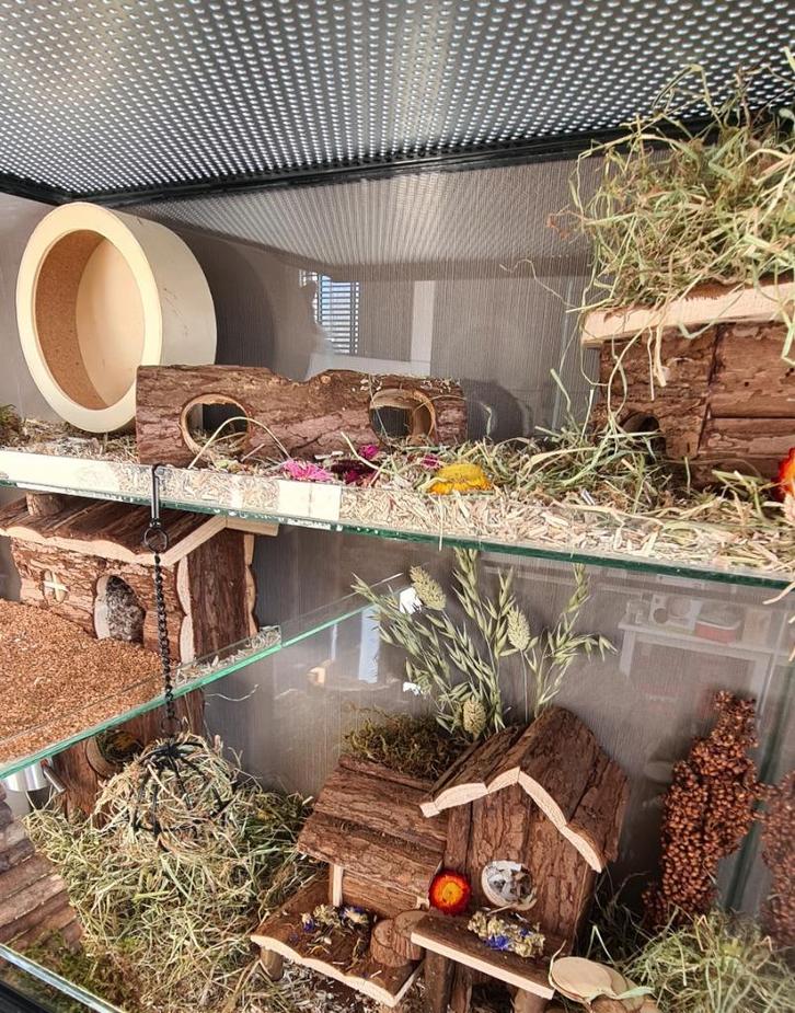 Glazen Hamsterkooi 60x40x60 – Perfect voor Dwerghamsters, Dieren en Toebehoren, Knaagdieren en Konijnen | Hokken en Kooien, Nieuw